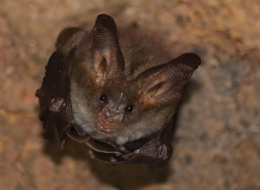 Lesser false vampire bat with pup (Megaderma spasma)