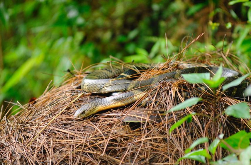 Female King Cobra lying on top of her nest. © Jignasu Dolia