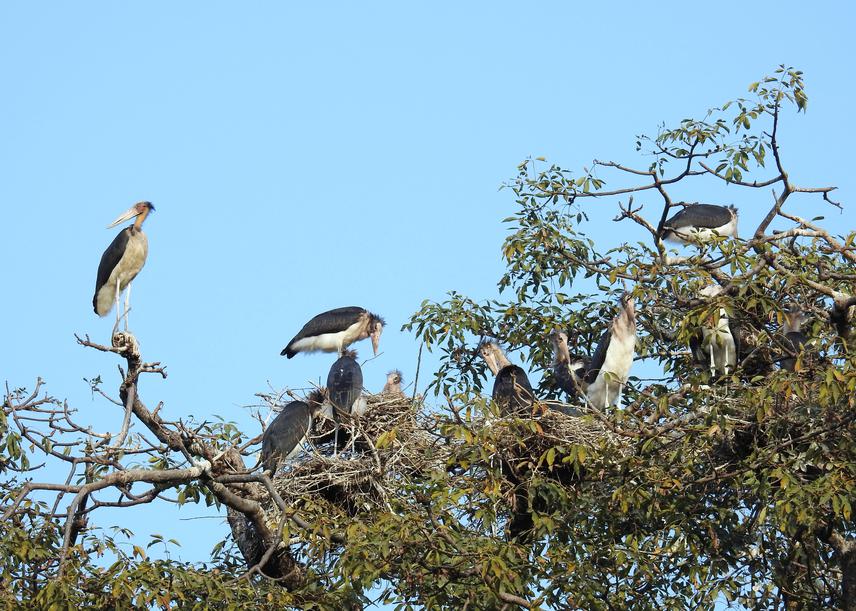 A colony of Lesser Adjutant with fledging-stage chicks