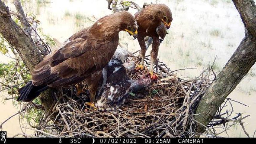 Indian Spotted Eagle with chick.