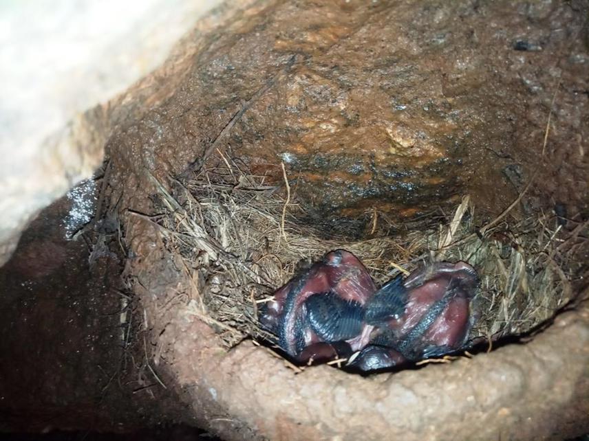 Picathartes nestlings of 4 days old inside the nest