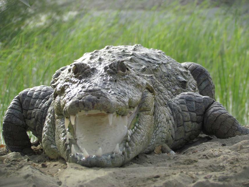 © Crocodile Specialist Group Newsletter