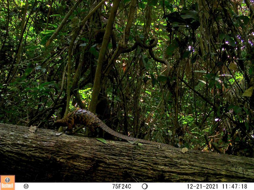 Evidence of black-bellied pangolin presence in the surveyed area habitat.