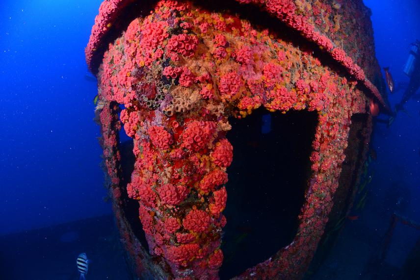 Sun Corals on Walsa artificial shipwreck