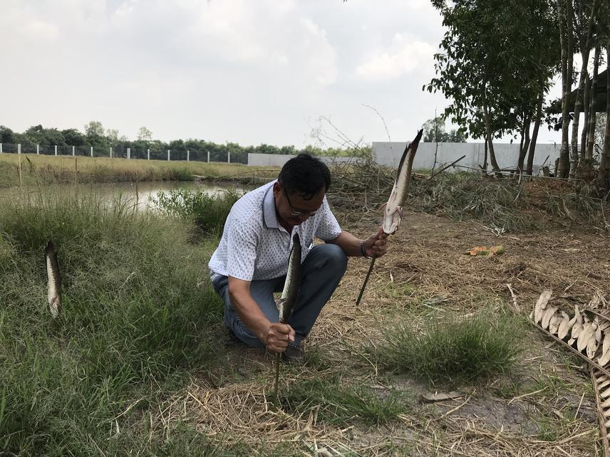 Mr Le Quoc Viet, caught a snake head fish (a very common fish in the paddy fields, a very famous fish for daily food of Mekong people) - the fish is cooked by traditional rice straw after threshing. Farmers stores rice straw for fuel and cooking.