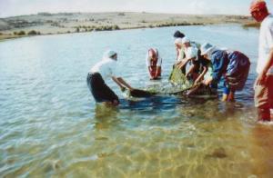Washing net bags in lagoon waters to recover remaining clams.
