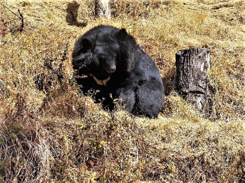 Himalayan Black Bear.