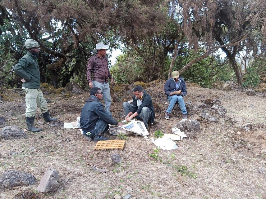 The field team working in the field (pressing of dry specimens for Maytenus harenensis and other species to deposit in the Herbarium of Gullele Botanic Garden).