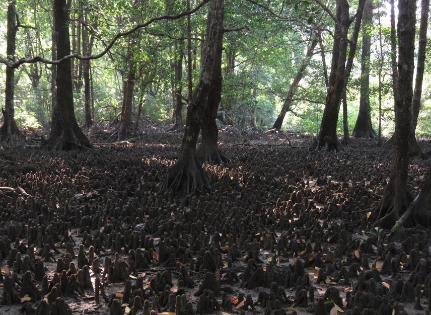 Old growth mangrove forest.