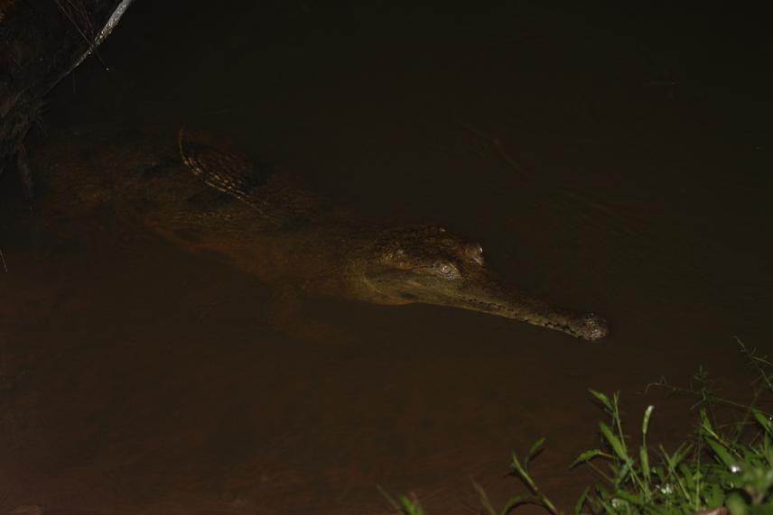 A subadult West African slender-snouted crocodile spotted in the Jimi River during night survey