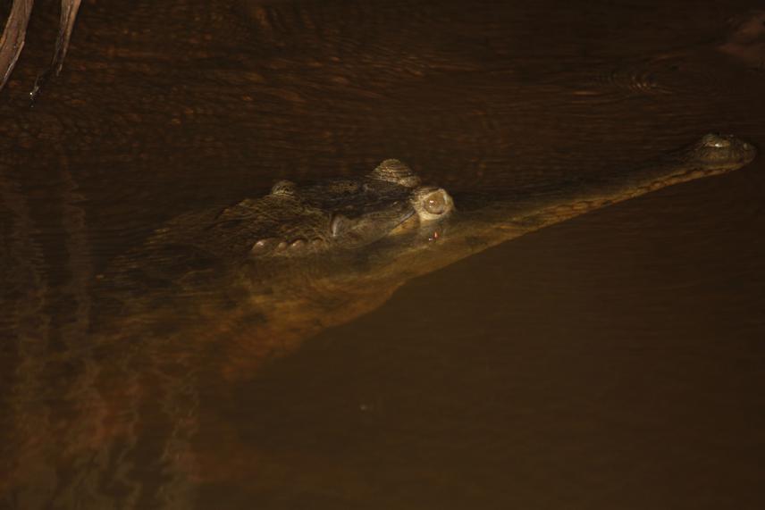 A subadult West African slender-snouted crocodile spotted in the Jimi River during night survey.