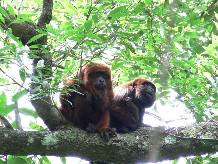 Brown howler monkey individuals (Alouatta guariba clamitans). © Ilaria Agostini