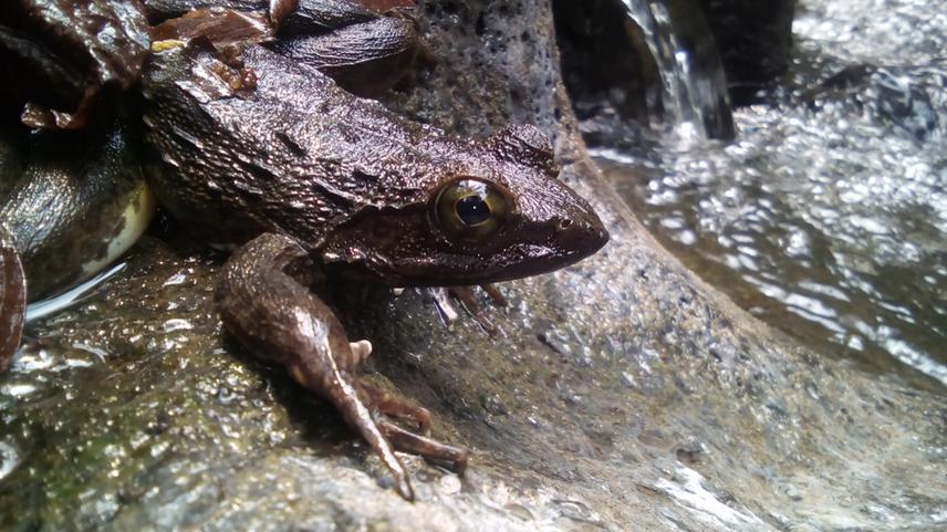 Juvenile Goliath frog obseved in Epimimbang