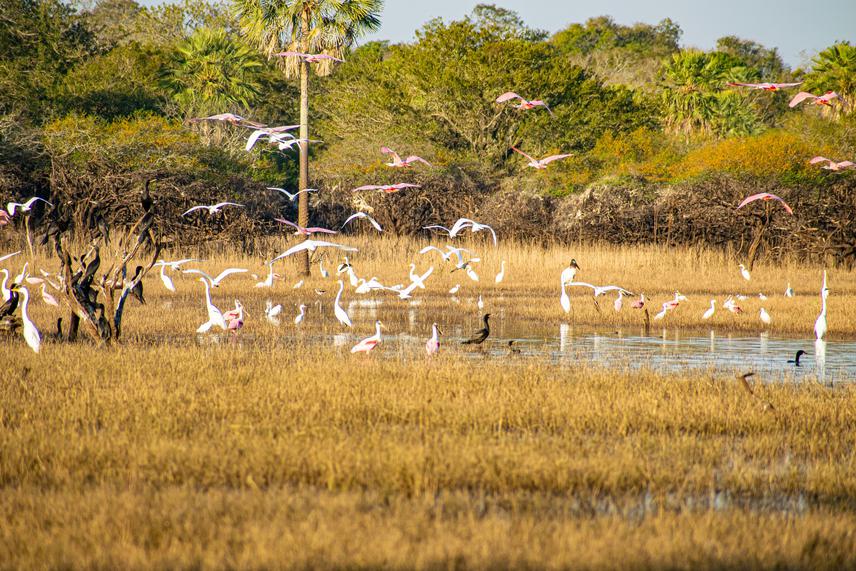 Birds of a wetland surrounded by a humid chaco forest © Bareiro Leandro