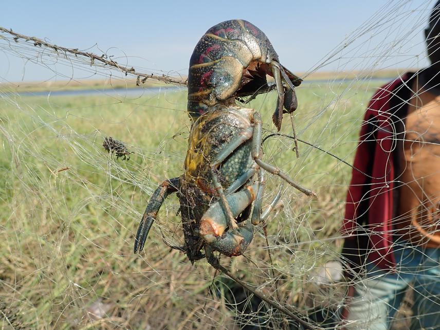 Redclaw crayfish entangled on a gillnet in Lake Kariba.