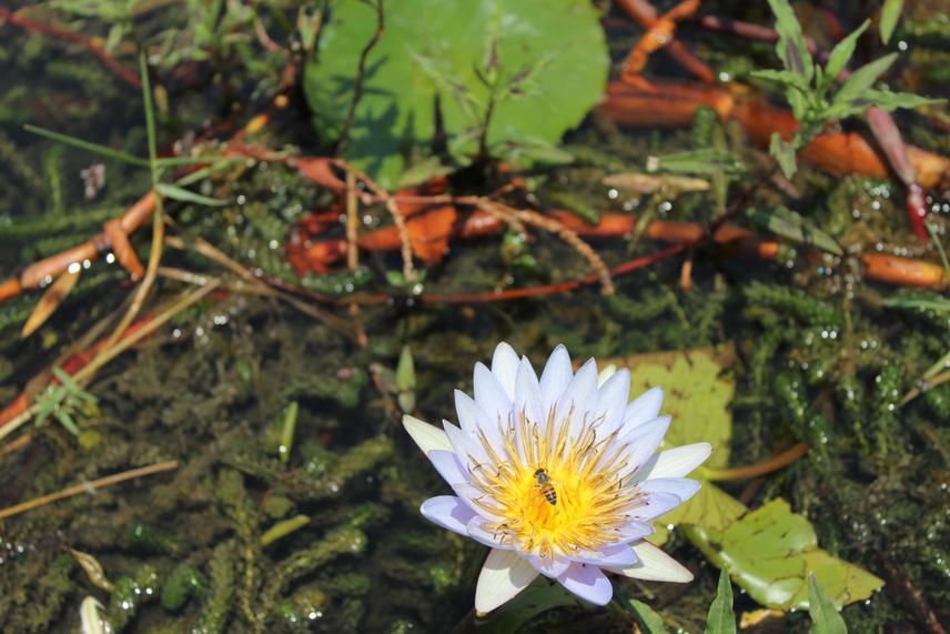 Honey bee inside a water lily flower.