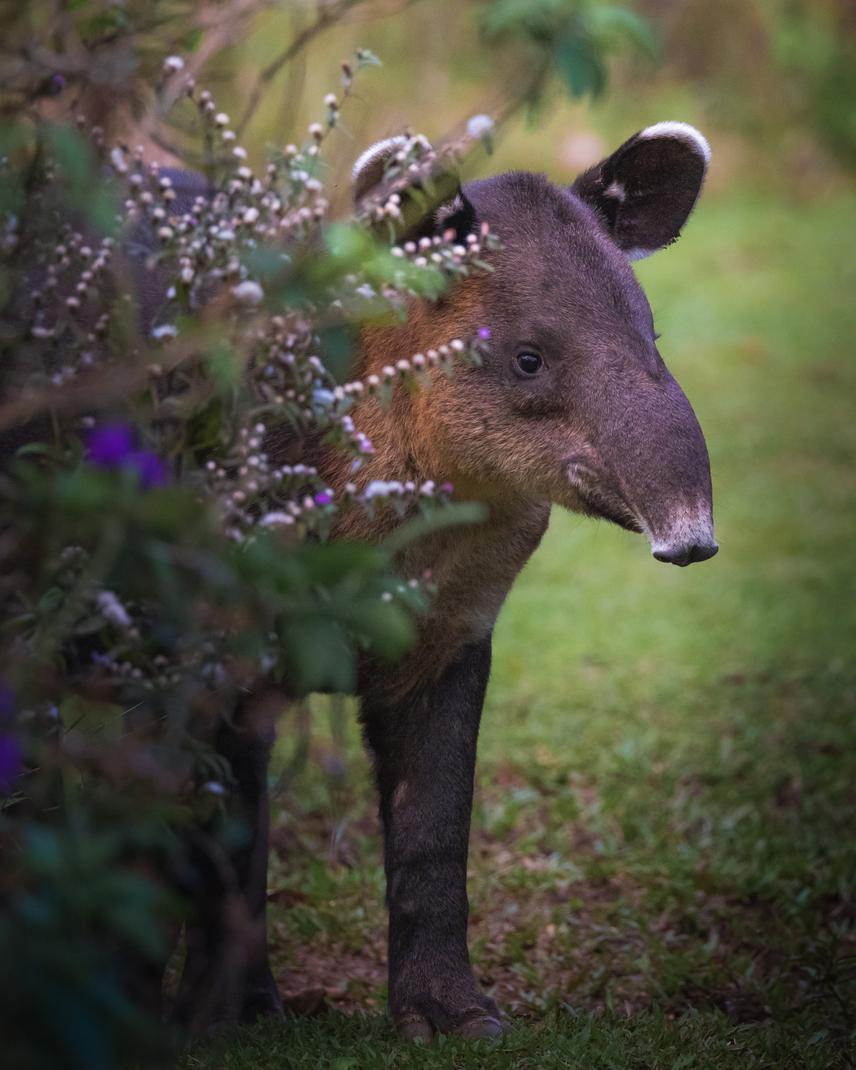 Julián, a juvenile 8 month male tapir, being monitored at Tapir Valley Nature Reserve, at TMBC. Julián is Mamita's calf, one of the radiocollared females by Dr. Jorge and team. © Gabriel Ramírez.