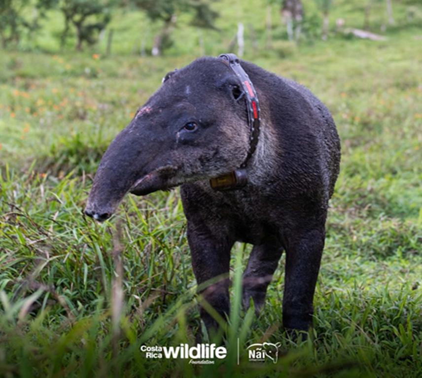 “Milagro”, an old male tapir fitted with a GPS radio collar at TMBC. © Costa Rica Wildlife Foundation & Nai Conservation