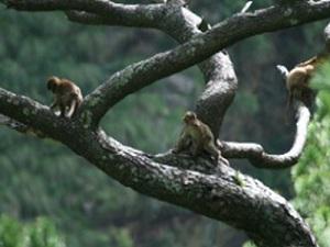 Juveniles of Assamese Macaque in study area.