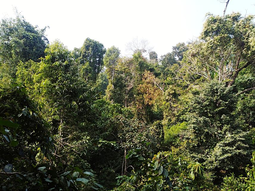 Gibbon habitat.