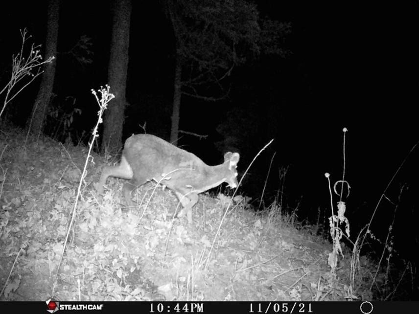 Musk deer (camera trap).