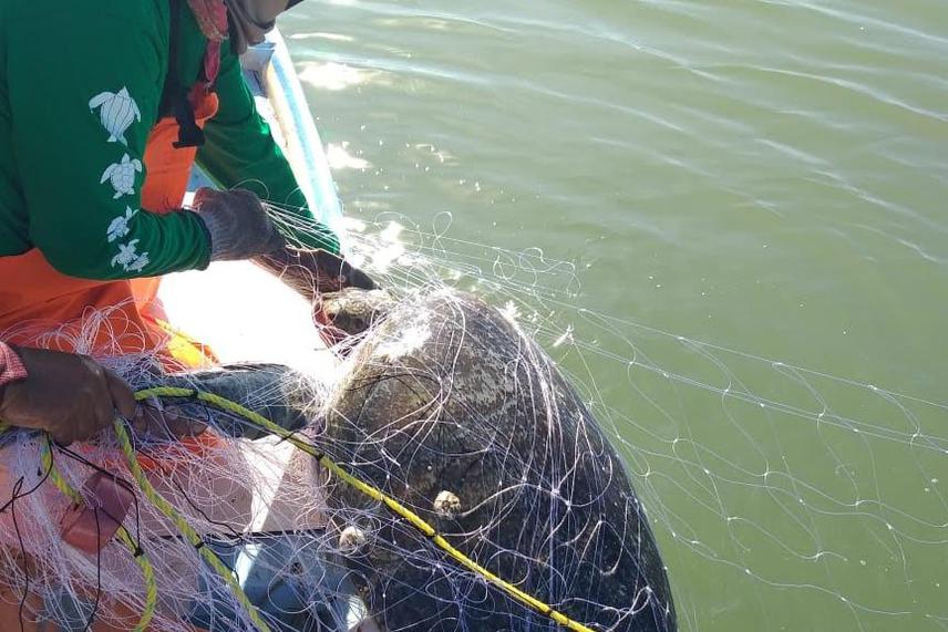 Fishers from Sinaloa green turtle bycatch.