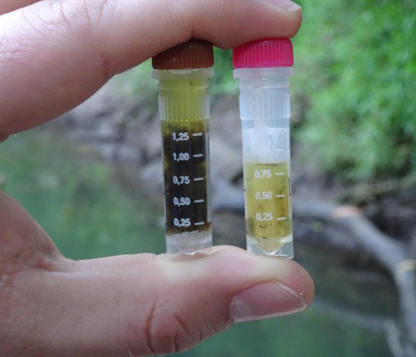 Example of non-invasive genetic sample collected using both protocols. Puerto Viejo river. Sampling season 2022.