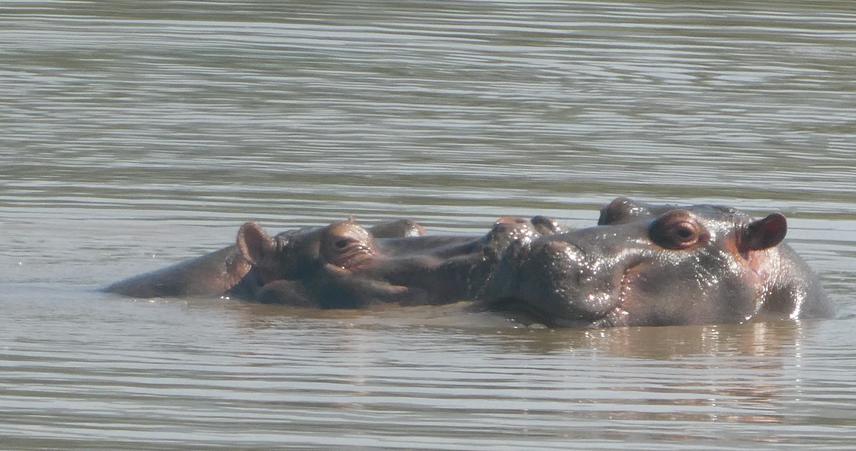 Hippo's at Haro wetland