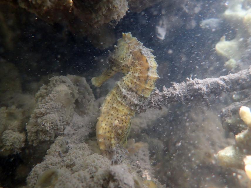 Seahorses (Hippocampus reidi) sampled during project field activities to monitor the seahorse population in the Rio Formoso Estuary.