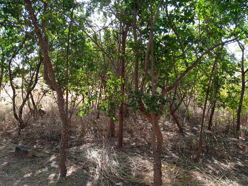 This picture shows a stand of Zanthoxylum zanthoxyloides (Lam.) Zepern. & Timler situated in a relic of vegetation within the Research Station of Farako-Bâ (near Bobo Dioulasso).