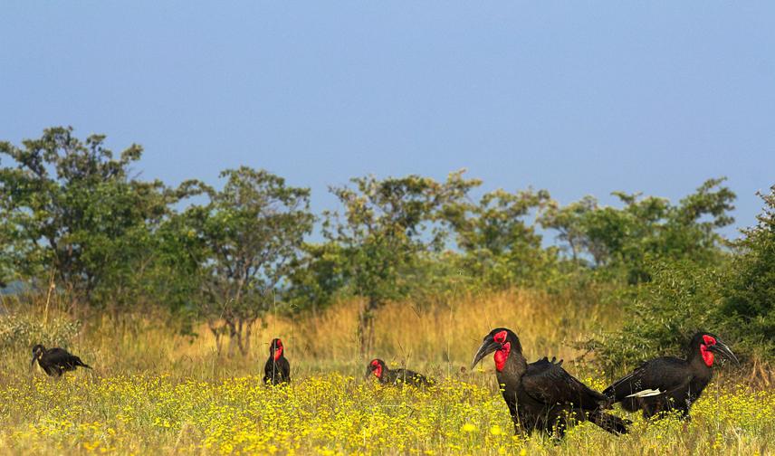 A group of Southern Ground-hornbills foraging in their natural habitat in the Limpopo province of South Africa. © Heinrich Nel