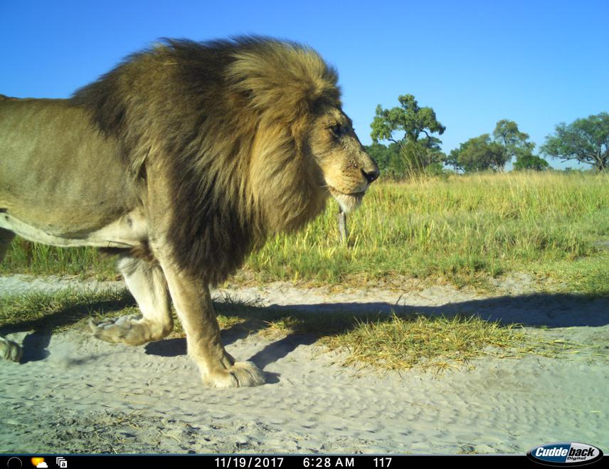 An adult male lion walks past a camera trap during a survey of the Okavango Delta. Camera surveys will be used to provide key population data on lion in the Chobe Riverfront and Linyanti systems of Botswana. © Trans-Kalahari Predator Programme, WildCRU.