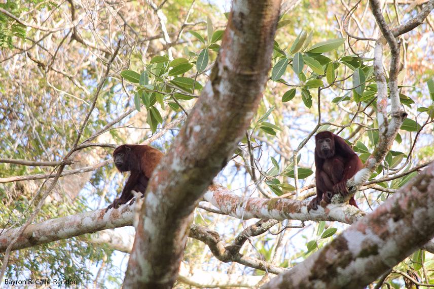 Alouatta seniculus.