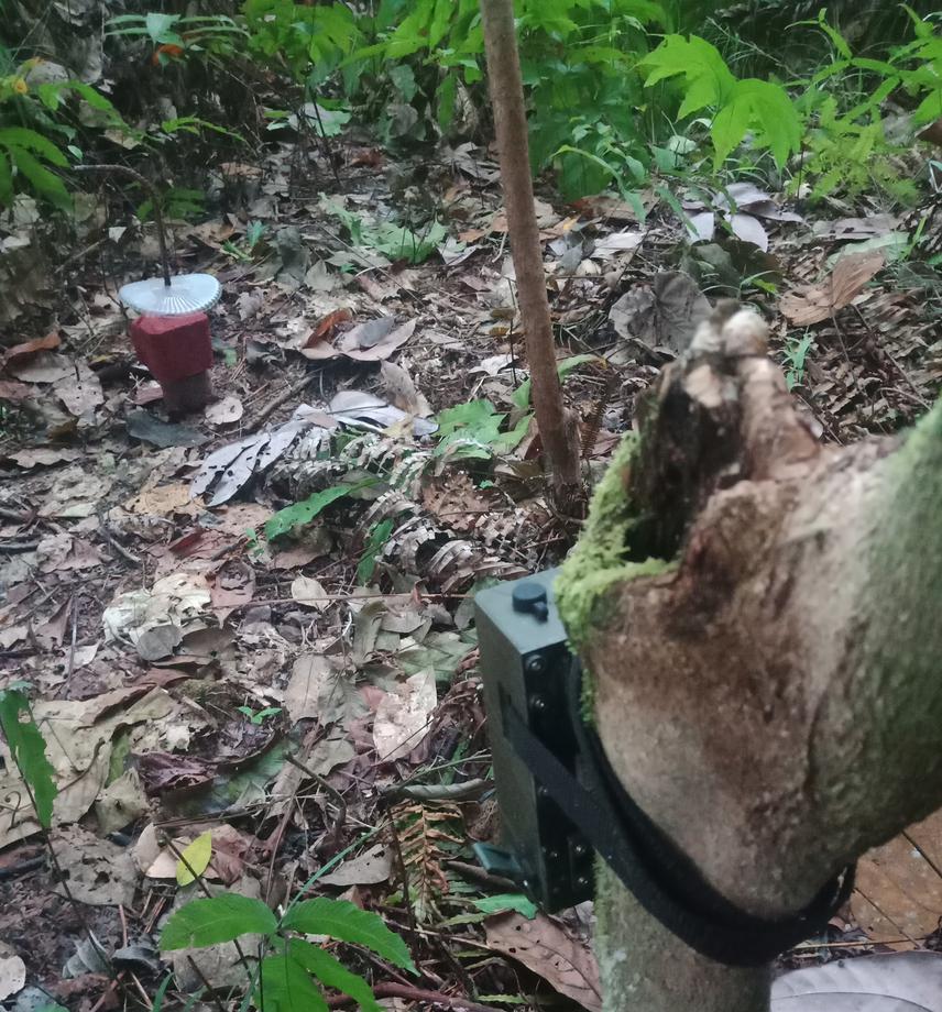 Camera trap positioned to capture clear footage of terrestrial mammals of different sizes.