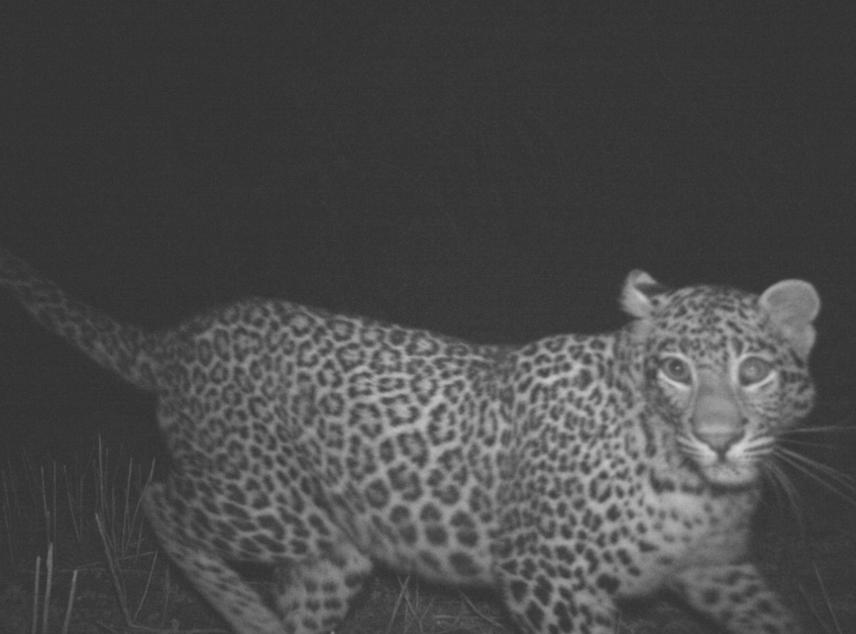 Leopard captured in our camera trap in very close proximity of Dhatmeer village.