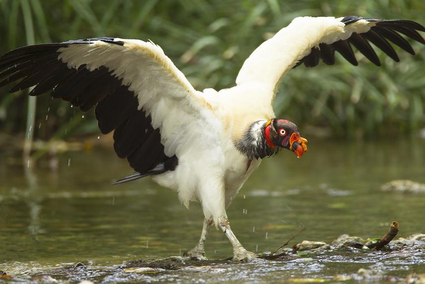 King Vulture is the largest vulture in the tropical forest of the Neotropics.  © Santiago Gibert Isern / Dimension Natural S.C.