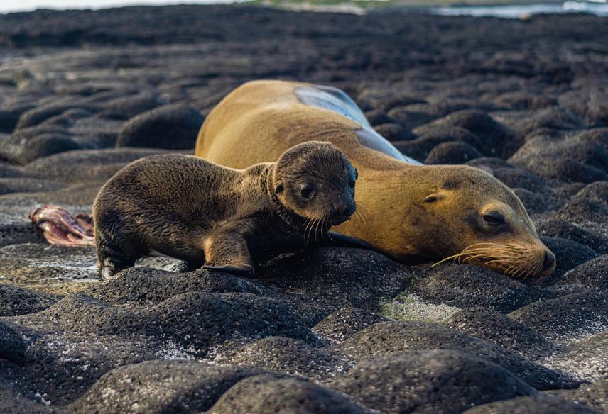 Galapagos Sea Lion and her pup.