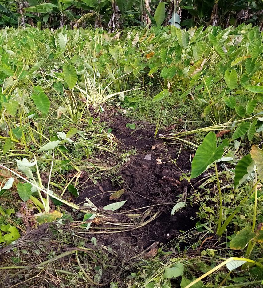 Damage on yam plantations caused by elephants in Chebra village CCNP.