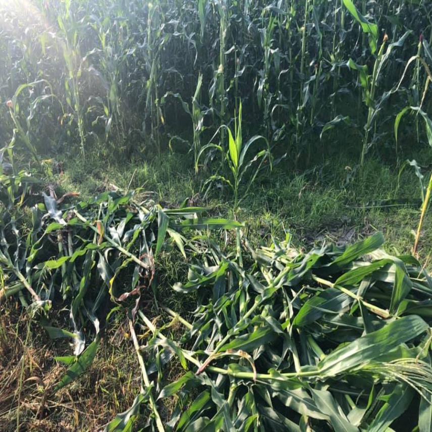 Damage to the maize cultivation by the elephant.