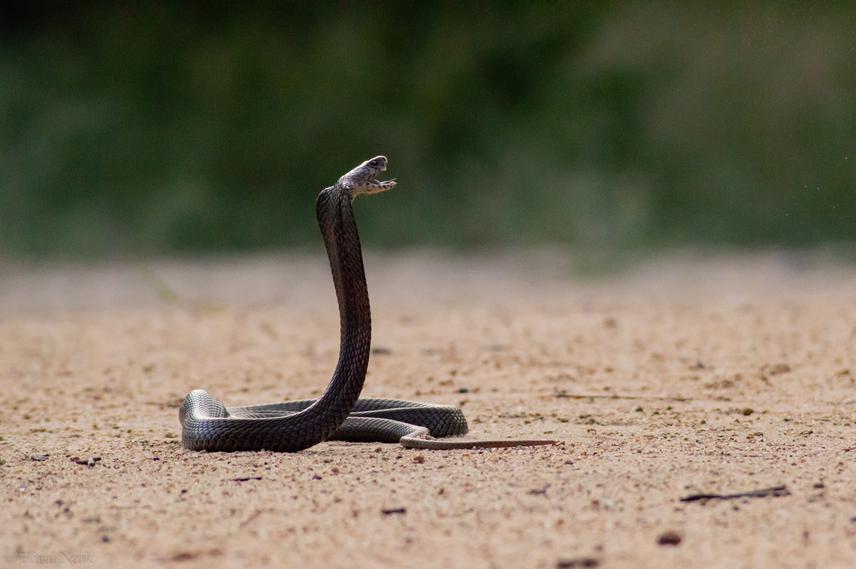 Mozambique spitting cobra displaying defense by opening its mouth