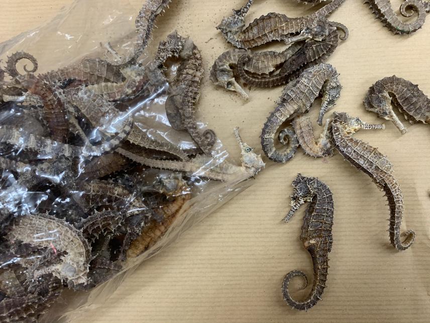 Dried seahorses sold as traditional Chinese medicine in Selangor, Malaysia. © Reana Ng.