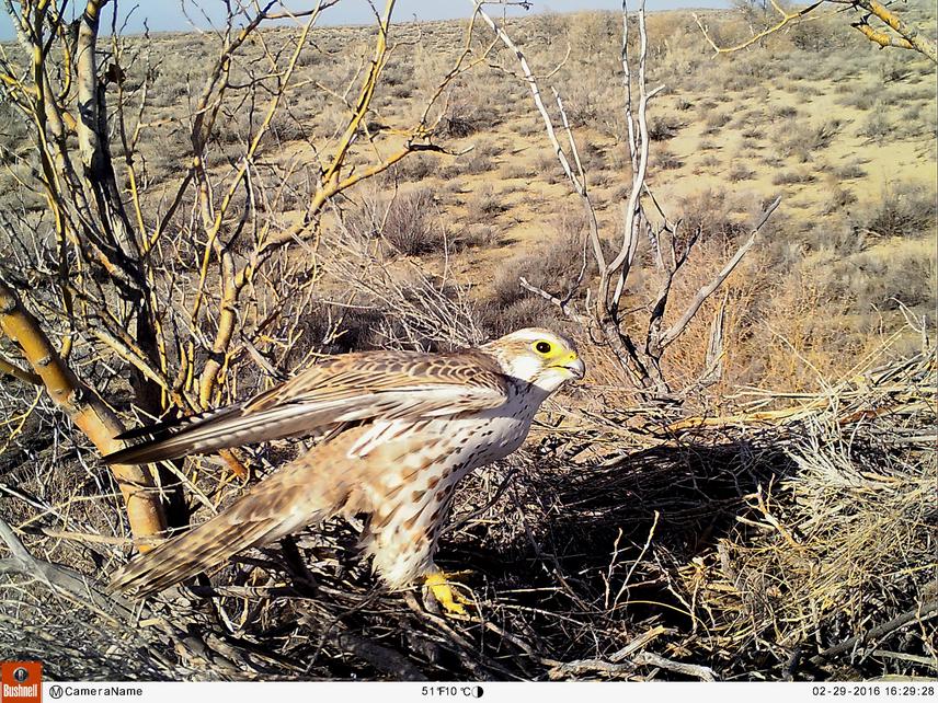 Saker falcon male in old nest of eagle - Southern Balqash area.