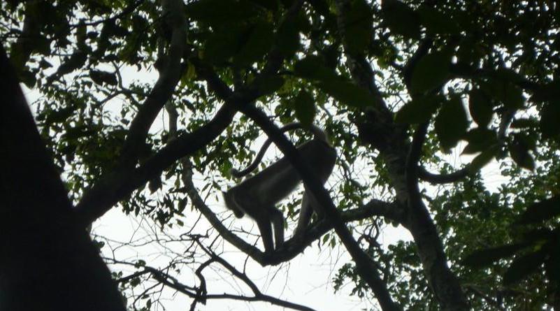 White-napped mangabey adult male in Afraegle oaniculata tree in Comoé National Park. © Couibaly Tchinyo, 23rd July 2021.