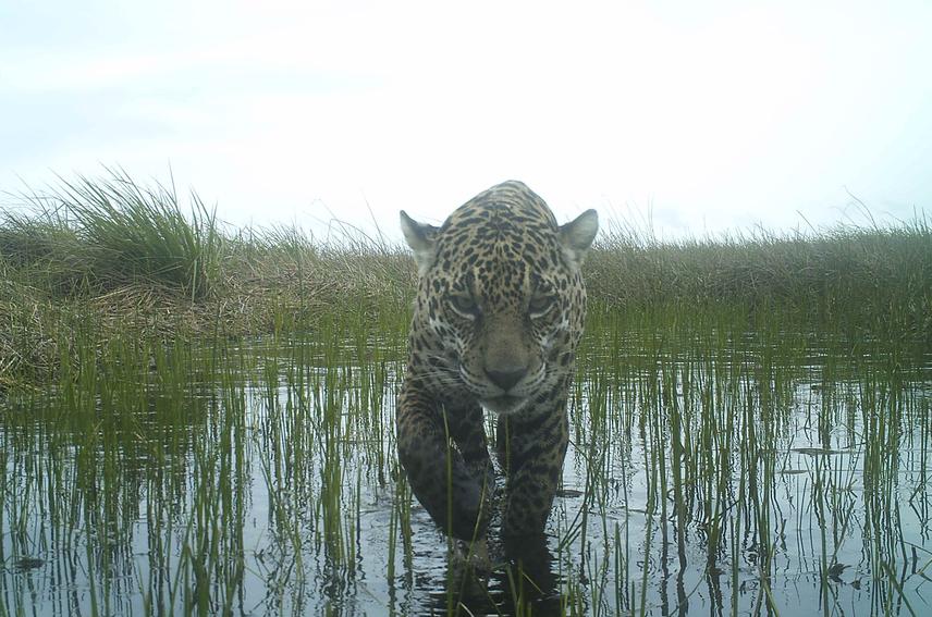 Frontal photo of the jaguar 