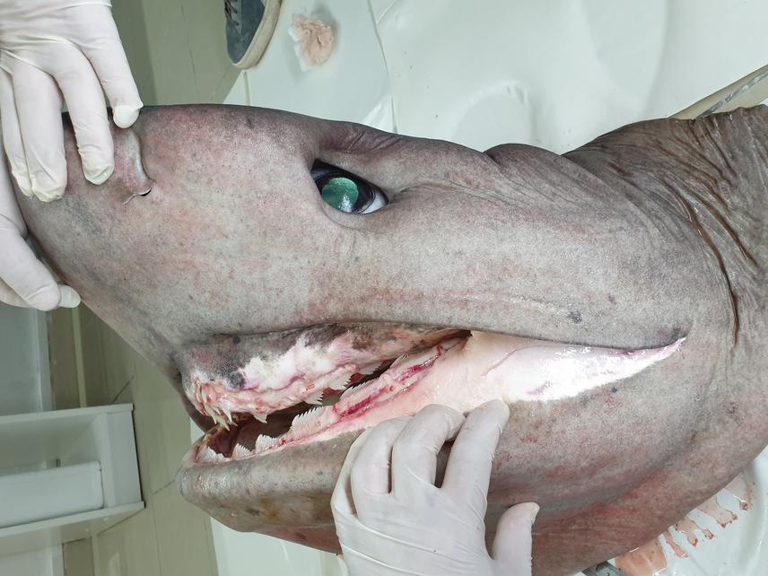 Adult female bluntnose sixgill shark (500 cm TL, 410 kg TW) during the laboratory studies © Andrej Gajić / Sharklab ADRIA