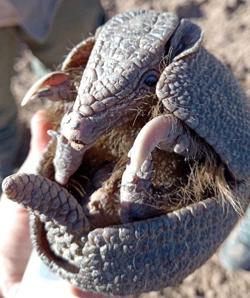 A southern three-banded armadillo kept as a mascot.