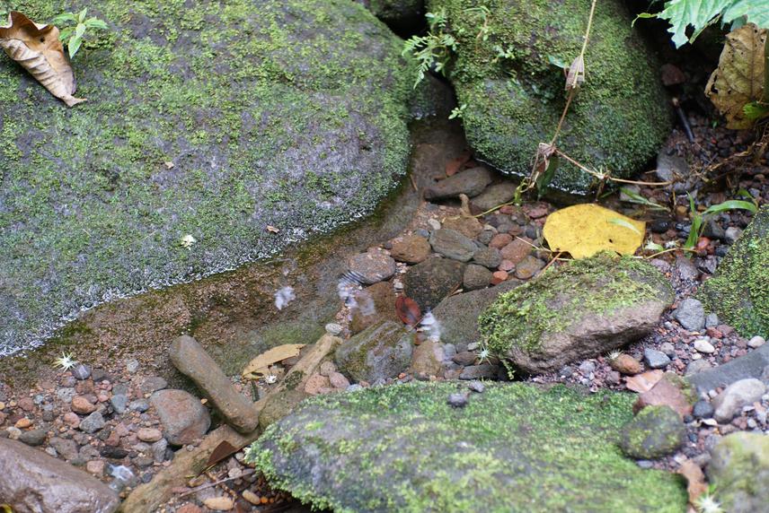 Habitat for Leptobrachium tadpoles.