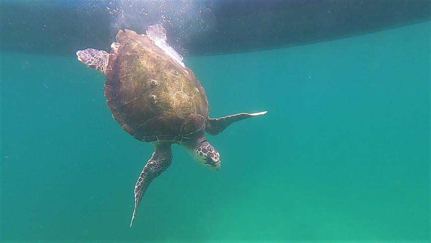 Hawksbill sea turtle (Eretmochelis imbricata) being released into the water after being tagged with an acoustic transmitter.