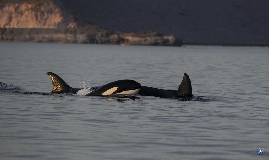 Orcas in the Bay of La Paz. Very little is known about the orcas of the Gulf of California; the presence of these animals is recorded throughout the year with abundance peaks during the mobulas’ breeding season. © Erick Higuera