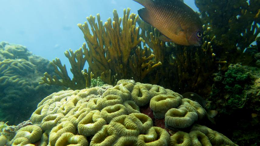 Endemic Brazilian coral, Mussimilia harttii at MPA Costa dos Corais. © Pedro Henrique Cipresso Pereira.